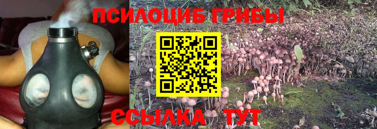 Нарткала  Псилоцибиновые грибы Psilocybine cubensis  Вход с VPN  Галлюциногенные грибы Psilocybine cubensis 