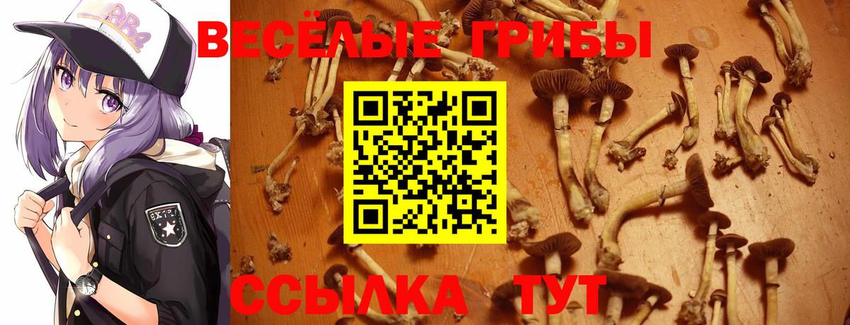 Псилоцибиновые грибы Psilocybine cubensis Нарткала